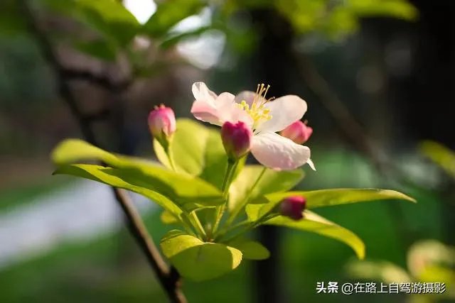 折耳鱼不呼吸在线观看免费