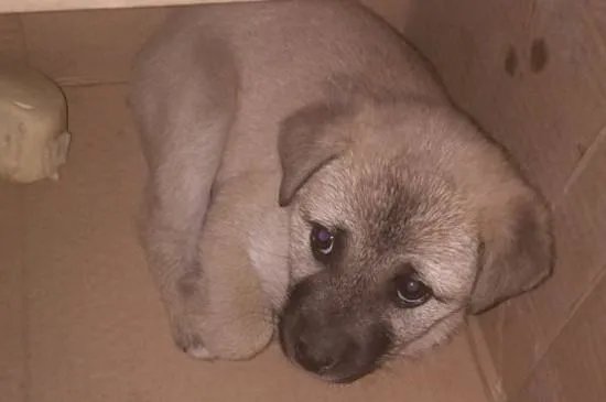 狗狗割声带好还是不割好，声带切除后有后遗症吗