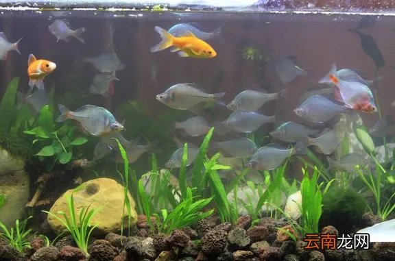 冷水观赏鱼图片大全图 冷水鱼有哪些品种