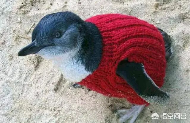 老人给鸡织毛衣保暖，有哪些适合宠物的搭配？
