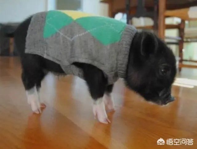 老人给鸡织毛衣保暖，有哪些适合宠物的搭配？