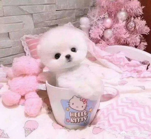 茶杯犬的寿命多长？