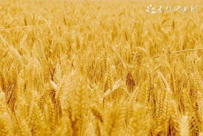 11年小牛夺冠阵容都有谁？回顾达拉斯小牛夺冠之路