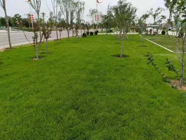 草坪多少钱一平方米,河北草坪价格