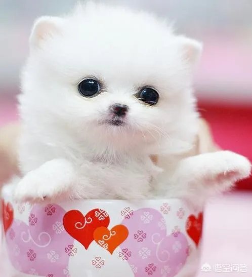 茶杯犬的寿命多长？