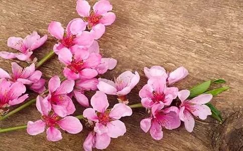 再游桃花源文言文翻译