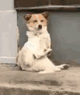 有哪些搞笑gif动画呢?