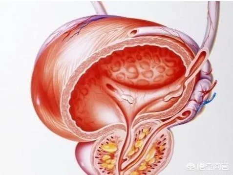 男人这几处“越大越长寿”,而且所有女人都喜欢!是指的什么越大越长寿?