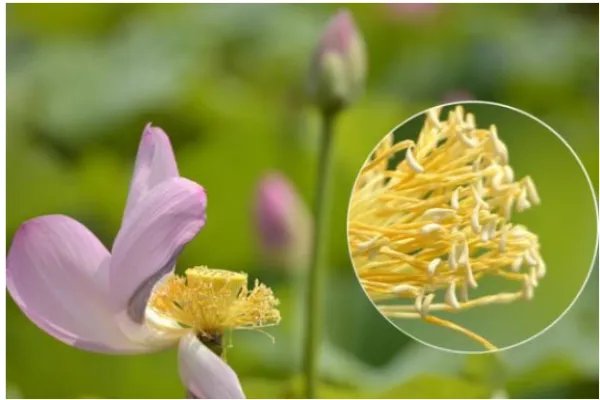 光学变焦和数码变焦是什么意思?