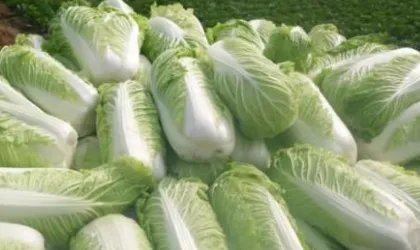 柠檬和大白菜哪个vc含量高