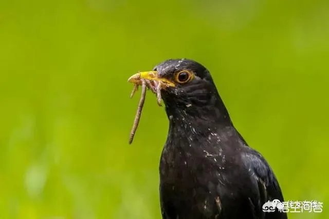 折耳鱼不呼吸在线观看免费