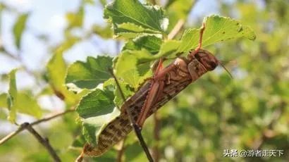 非洲蝗虫成灾，已影响印度和巴基斯坦，会传入中国吗？