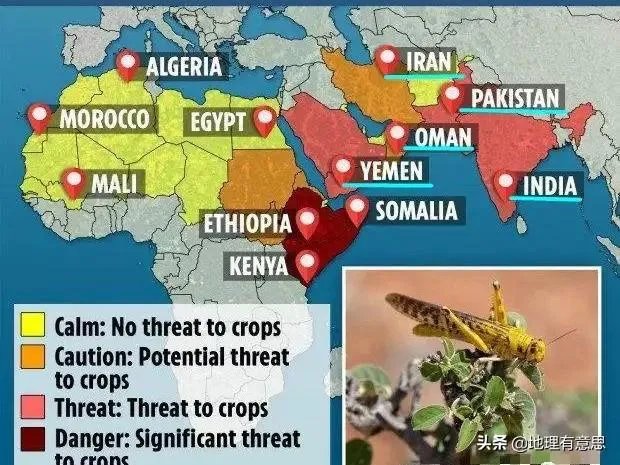 非洲蝗虫成灾，已影响印度和巴基斯坦，会传入中国吗？