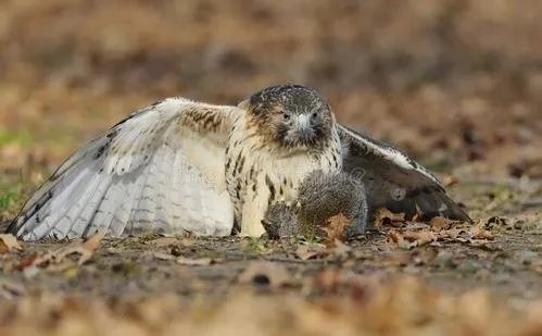 西湖网红松鼠被鹰抓走，抓住松鼠的是什么品种的鹰？在当地是否常见？