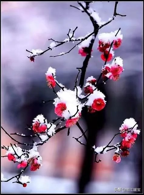 当初冬第一场雪来的时候你会选择做什么？