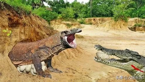 科莫多巨蜥与非洲鳄哪个更厉害？