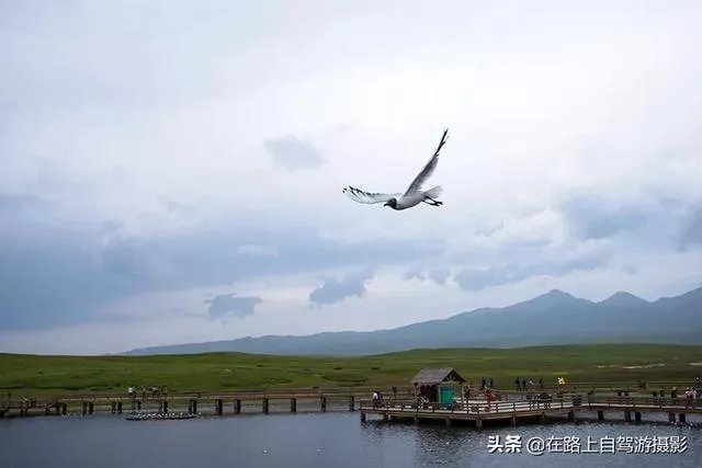 折耳鱼不呼吸在线观看免费