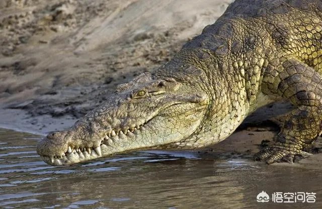 科莫多巨蜥与非洲鳄哪个更厉害？