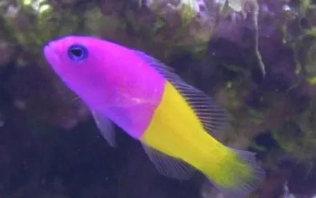 双色草莓鱼有哪些形态特征？一般都分布在哪里呢？