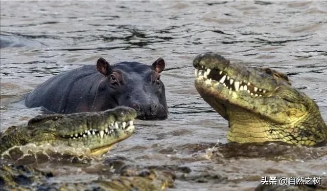 科莫多巨蜥与非洲鳄哪个更厉害？