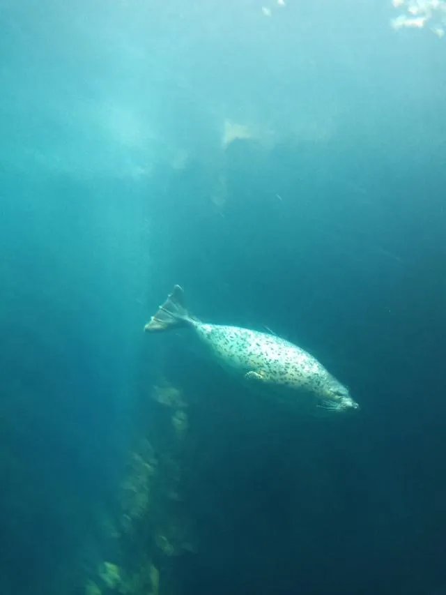 为什么生命会衰老直至死亡？