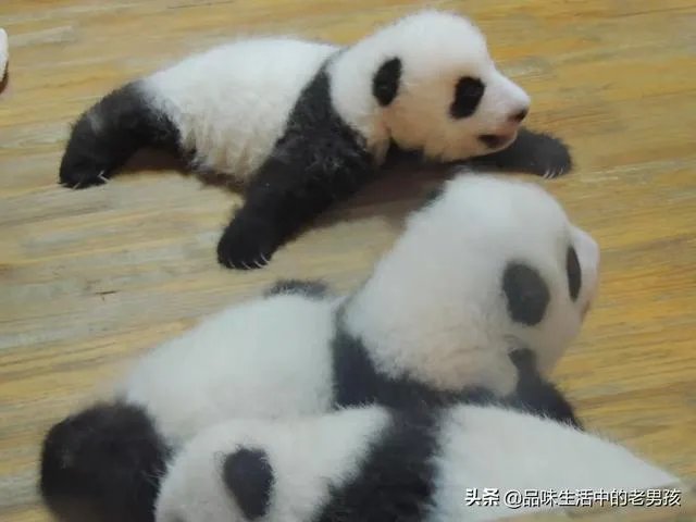 大熊猫爱吃的竹子是草还是树？