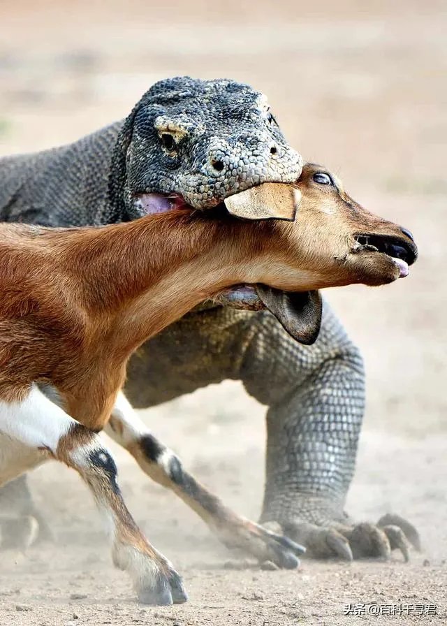 科莫多巨蜥与非洲鳄哪个更厉害？