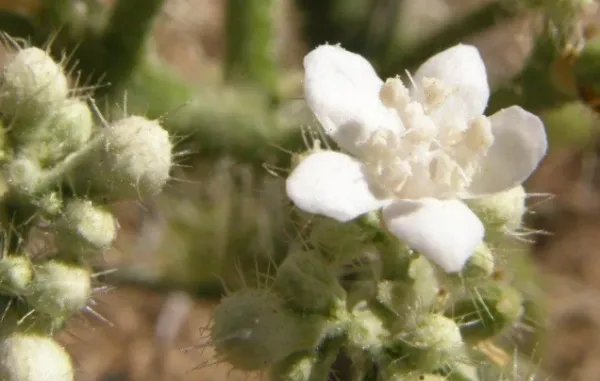 被称为最危险植物的坏女人花,和其他的花有什么不同?