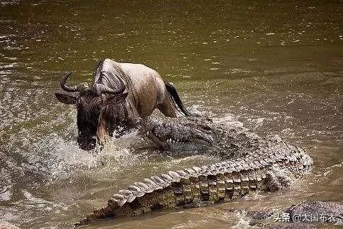 科莫多巨蜥与非洲鳄哪个更厉害？