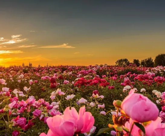 12朵玫瑰代表什么意思 玫瑰能不能随便送人