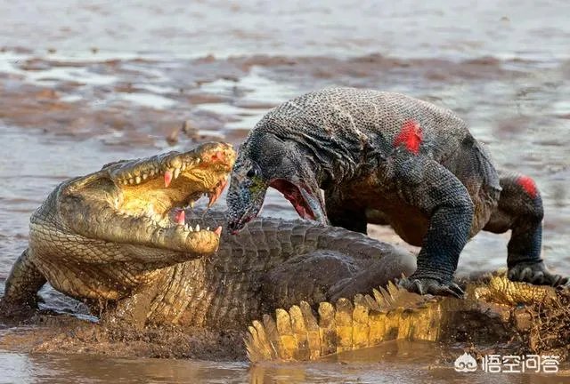 科莫多巨蜥与非洲鳄哪个更厉害？