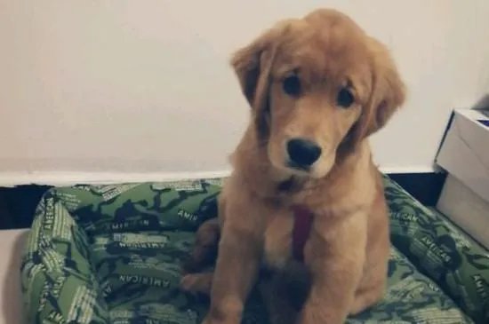 狗狗割声带好还是不割好，声带切除后有后遗症吗