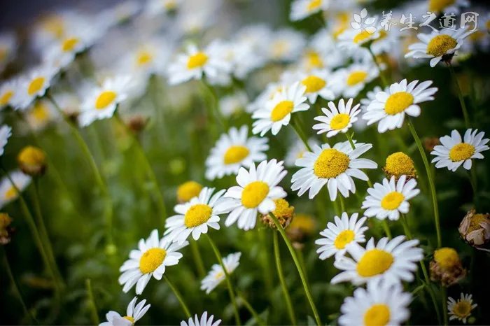 纹身的风水讲究及禁忌