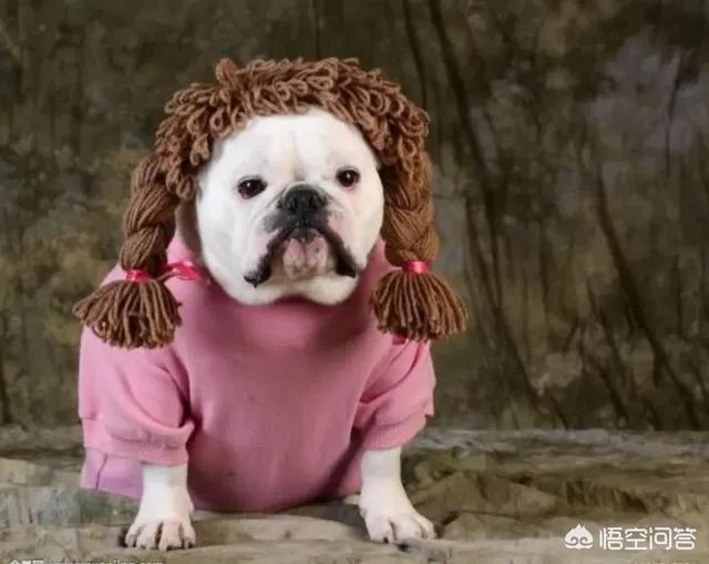 老人给鸡织毛衣保暖，有哪些适合宠物的搭配？