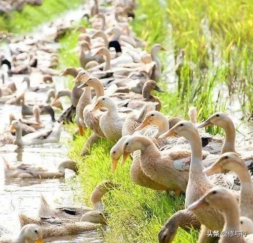 我想在农村养鸭子，能挣钱吗，有哪些经验分享吗？