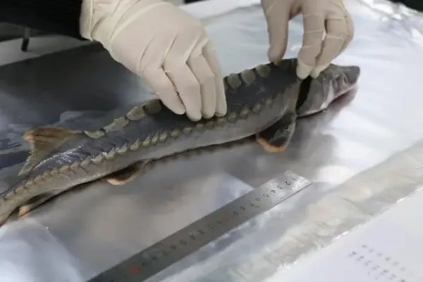 渔民捕获一条50多公斤野生中华鲟，这种生物对水质的要求有多严苛？