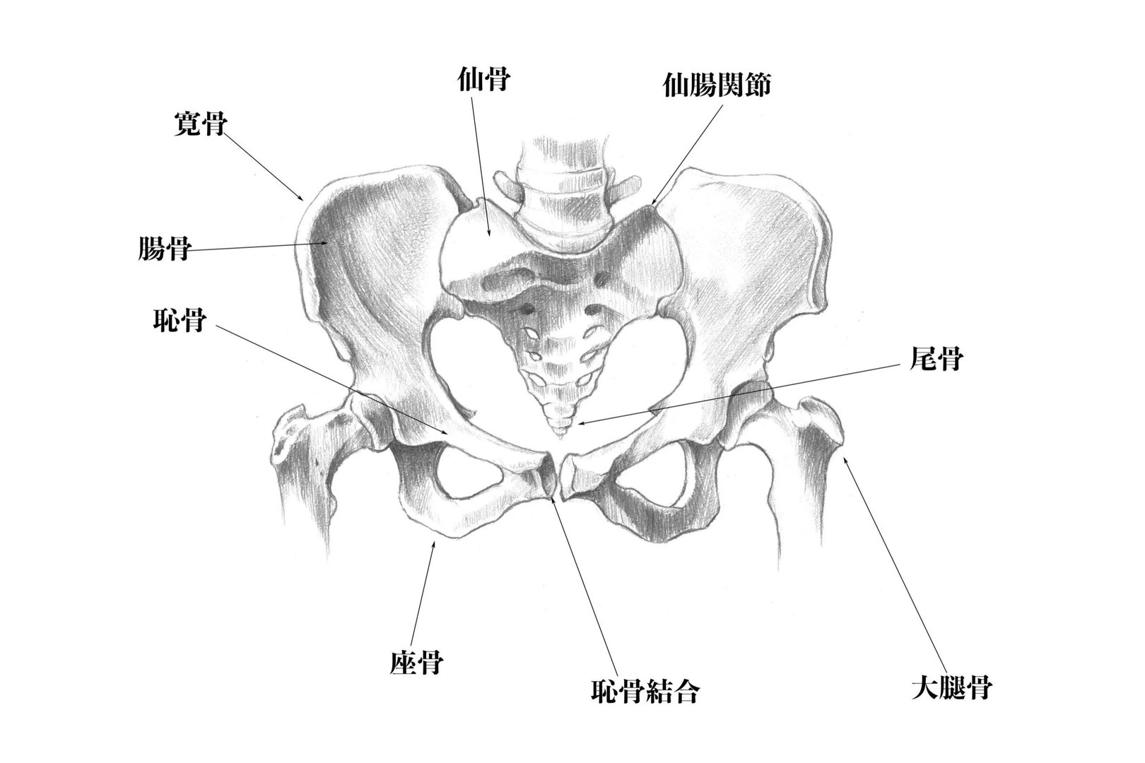 女性仙骨准确位置图和作用