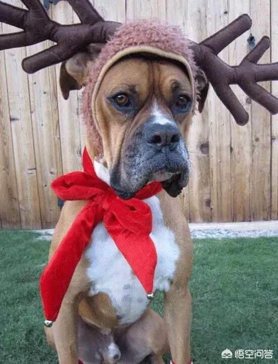 老人给鸡织毛衣保暖，有哪些适合宠物的搭配？