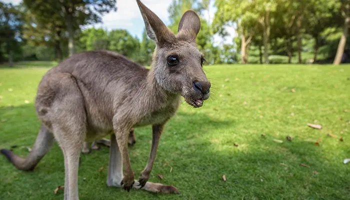 袋鼠中大多数是左撇子还是右撇子 袋鼠到底是左撇子还是右撇子