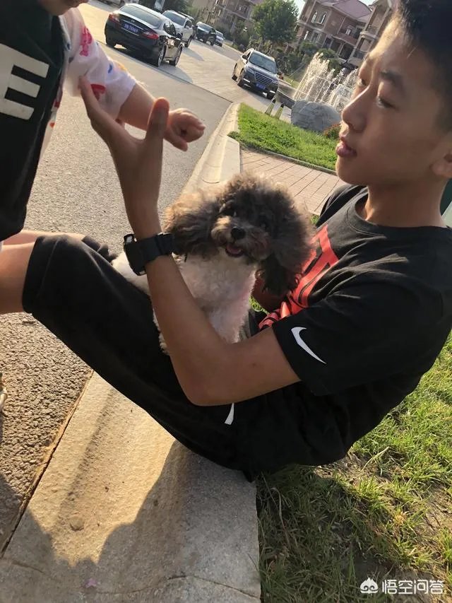 茶杯犬的寿命多长？