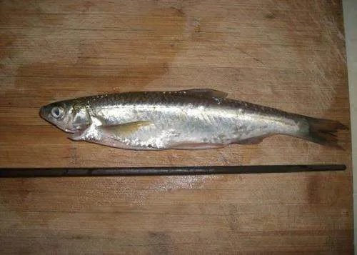 金鱼的记忆真的只有7秒钟吗、为什么呢？