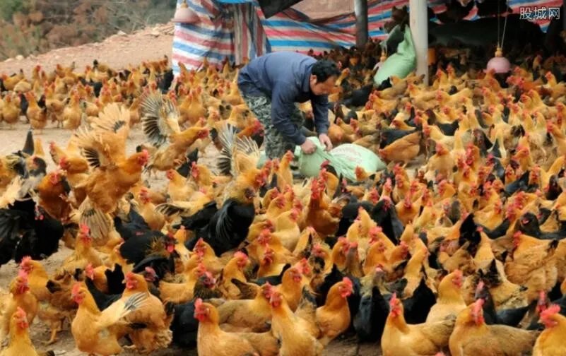 在家养殖什么最赚钱 这几个养殖项目必看