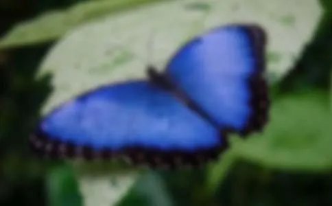 落叶是疲倦了的蝴蝶散文