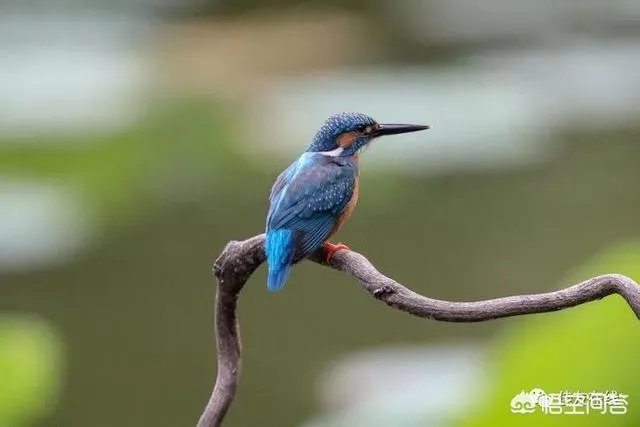 折耳鱼不呼吸在线观看免费