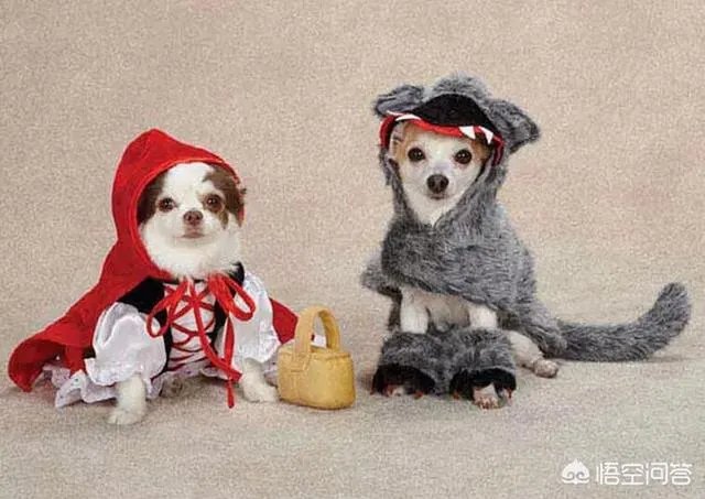 老人给鸡织毛衣保暖，有哪些适合宠物的搭配？