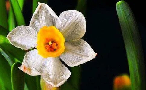 水仙茸勾茶的冲泡方法