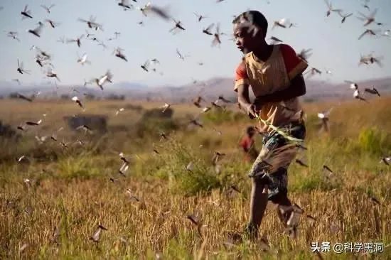 非洲蝗虫成灾，已影响印度和巴基斯坦，会传入中国吗？