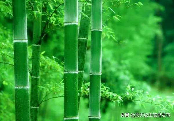 大熊猫爱吃的竹子是草还是树？