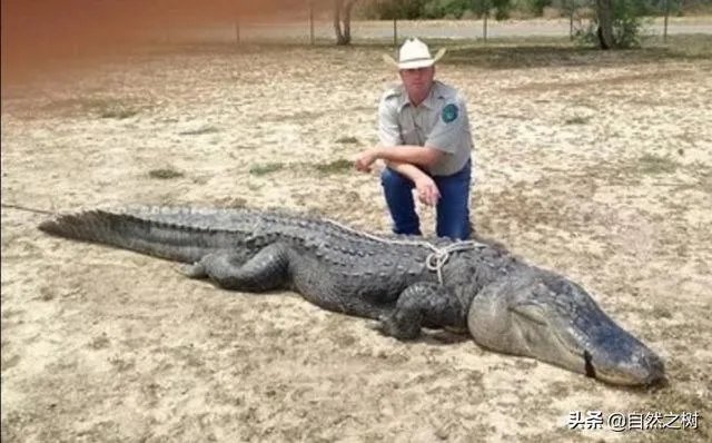 科莫多巨蜥与非洲鳄哪个更厉害？