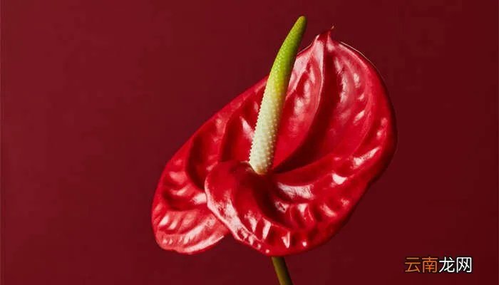 火鹤花花语,火鹤花的花语及寓意?